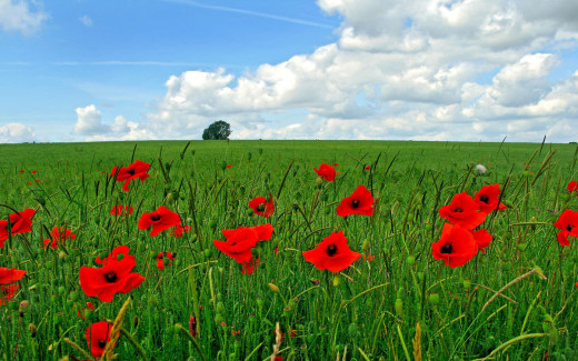 458152 (a): :1920x1200